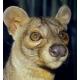 Fossa67